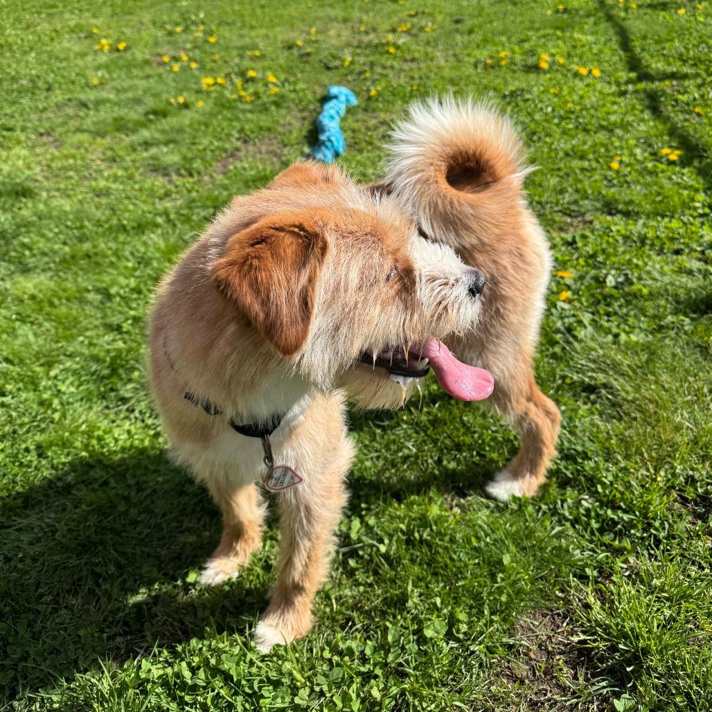 Enlarge Chloe $399, a Adoptable mixed breed in Springfield, MA image 1/4