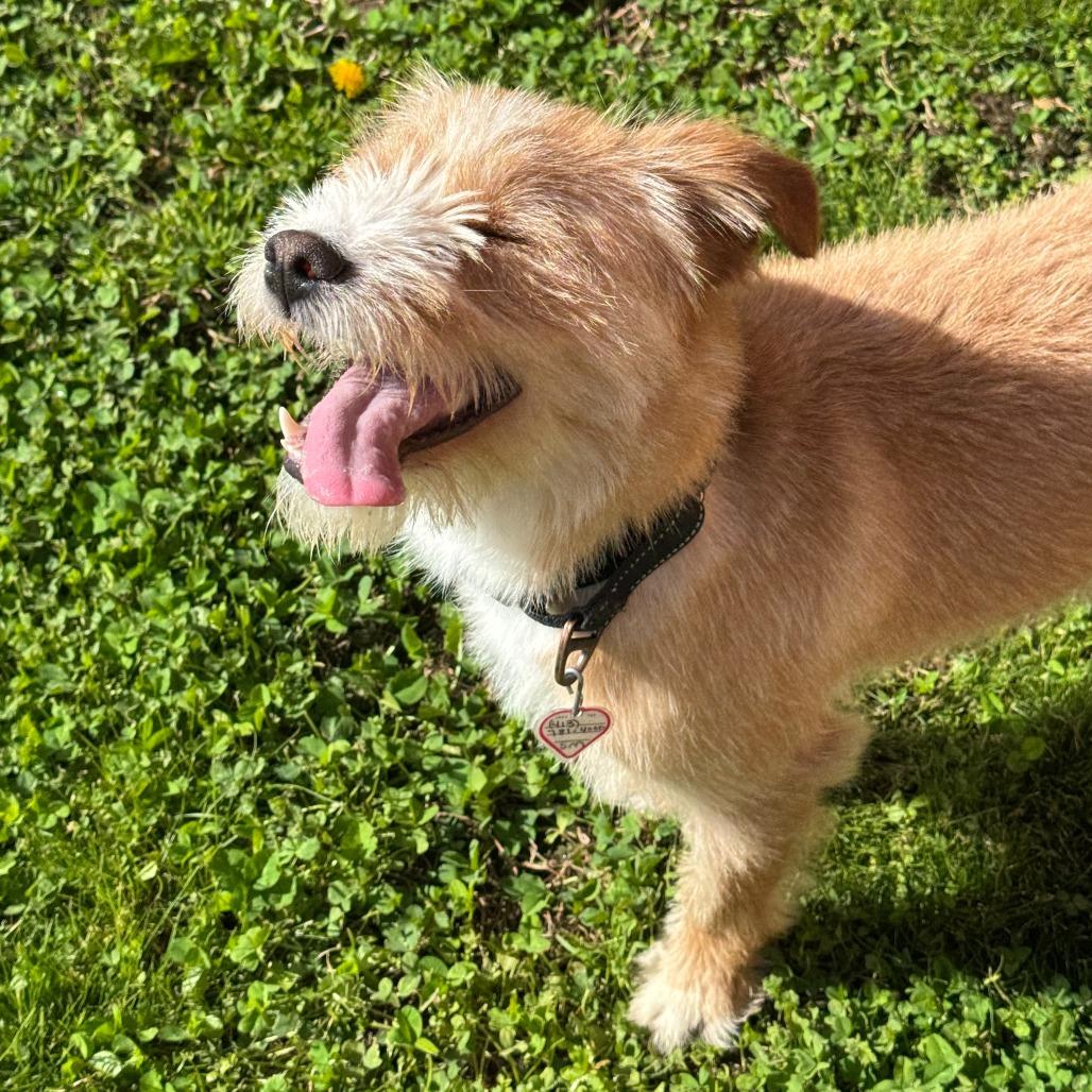 Enlarge Chloe $399, a Adoptable mixed breed in Springfield, MA image 2/4