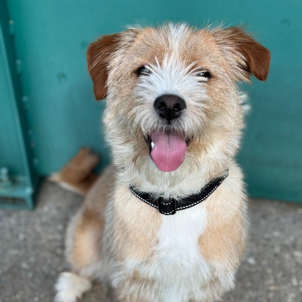 Enlarge Chloe $399, a Adoptable mixed breed in Springfield, MA image 3/4