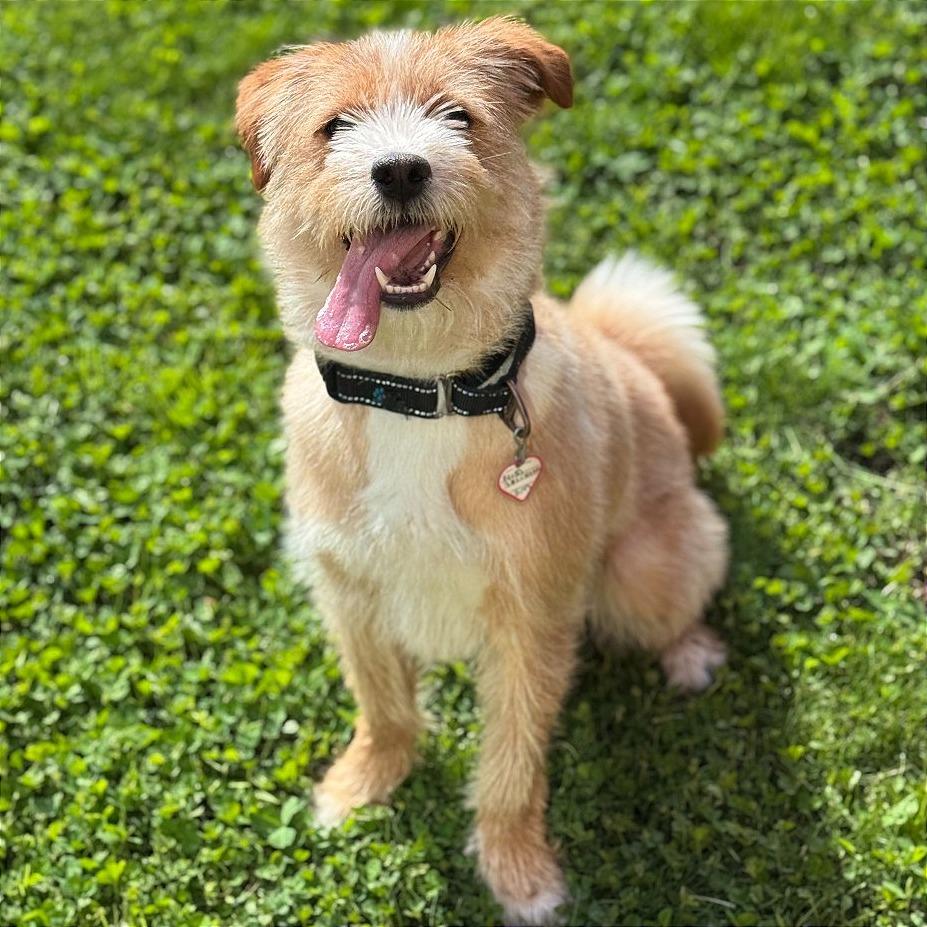 Enlarge Chloe $399, a Adoptable mixed breed in Springfield, MA image 4/4