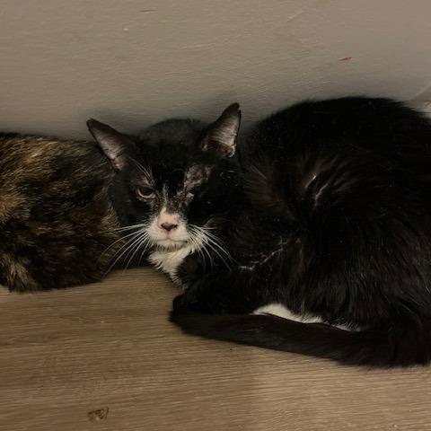 Enlarge Junior, a Adoptable Domestic Short Hair in Atlanta, GA image 1/1