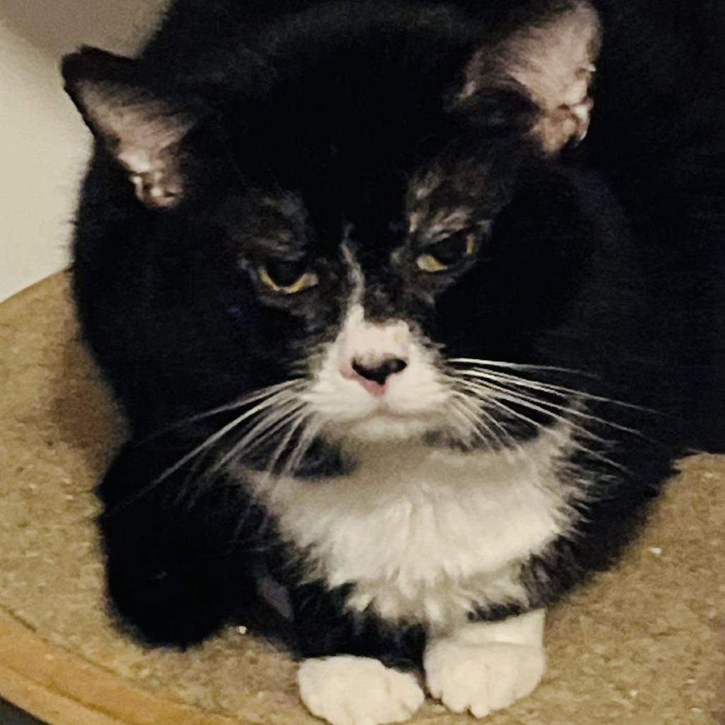 Enlarge Junior, a Adoptable Domestic Short Hair in Atlanta, GA image 2/2
