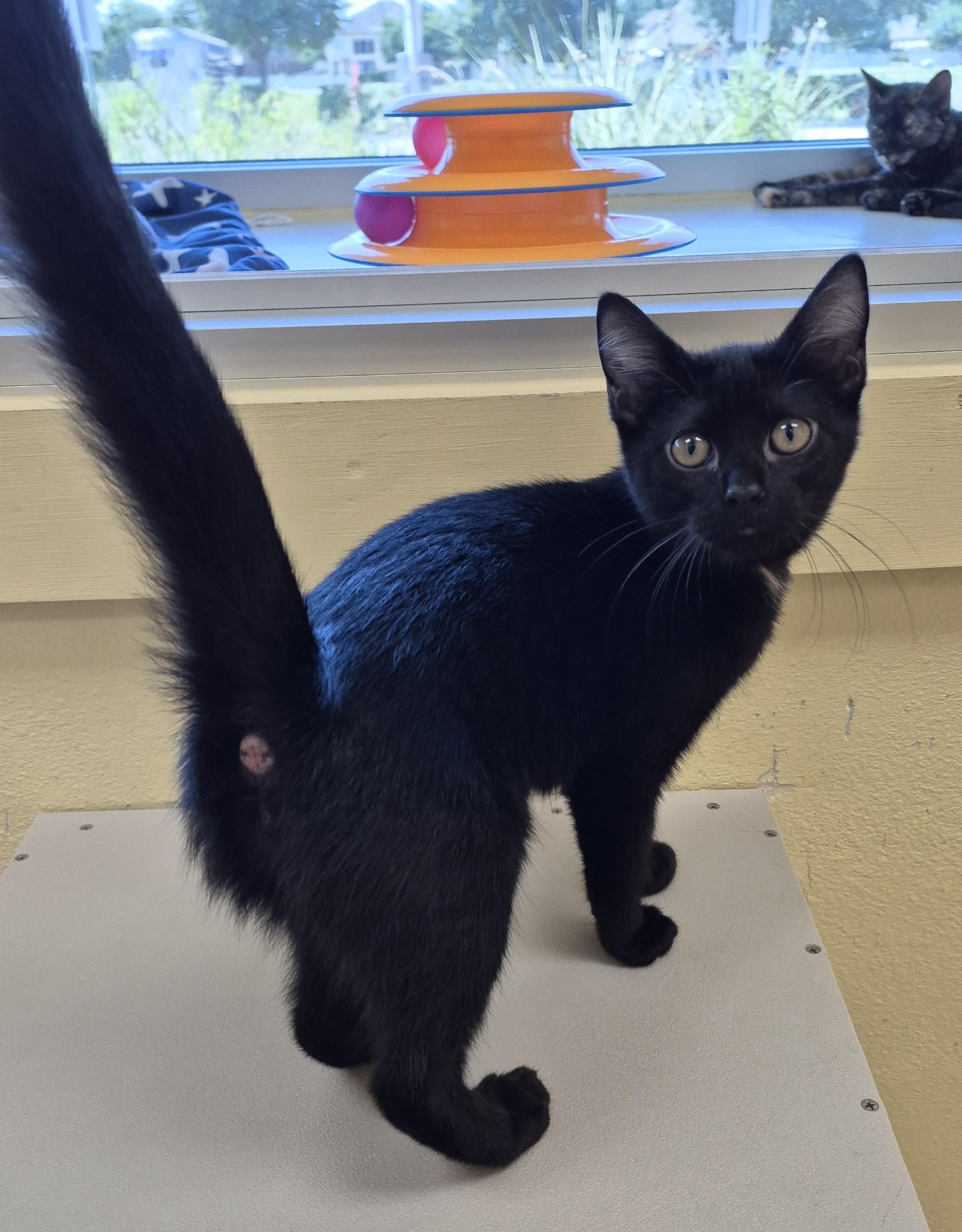 Eowyn, adopted, Young Female Domestic Short Hair.