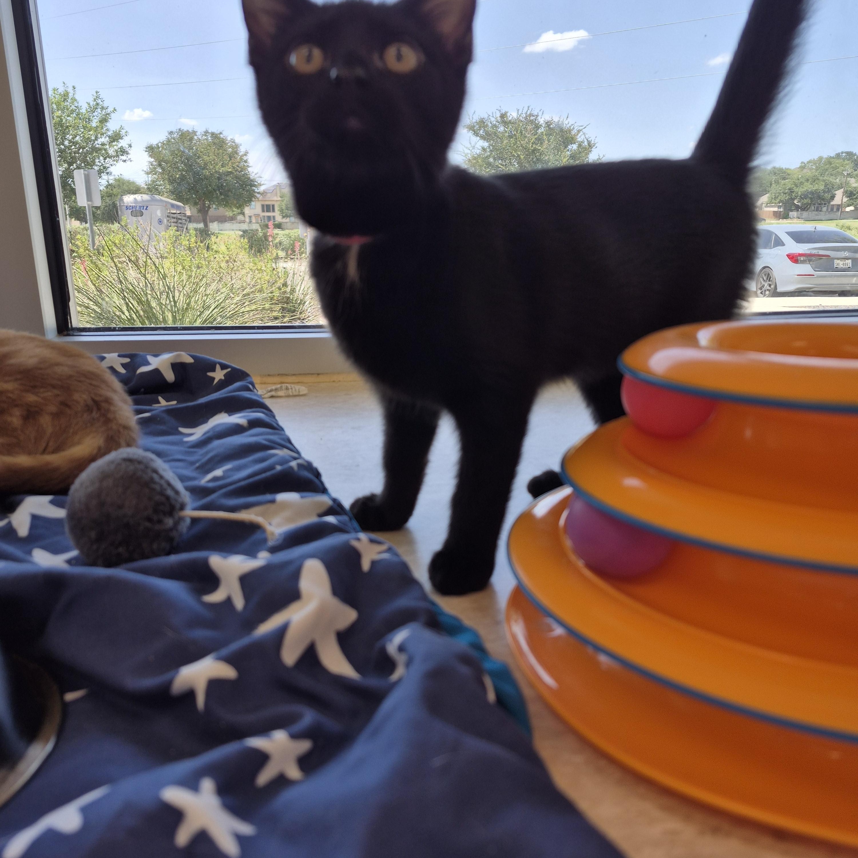 Enlarge Eowyn, an adopted Domestic Short Hair in Schertz, TX image 2/3