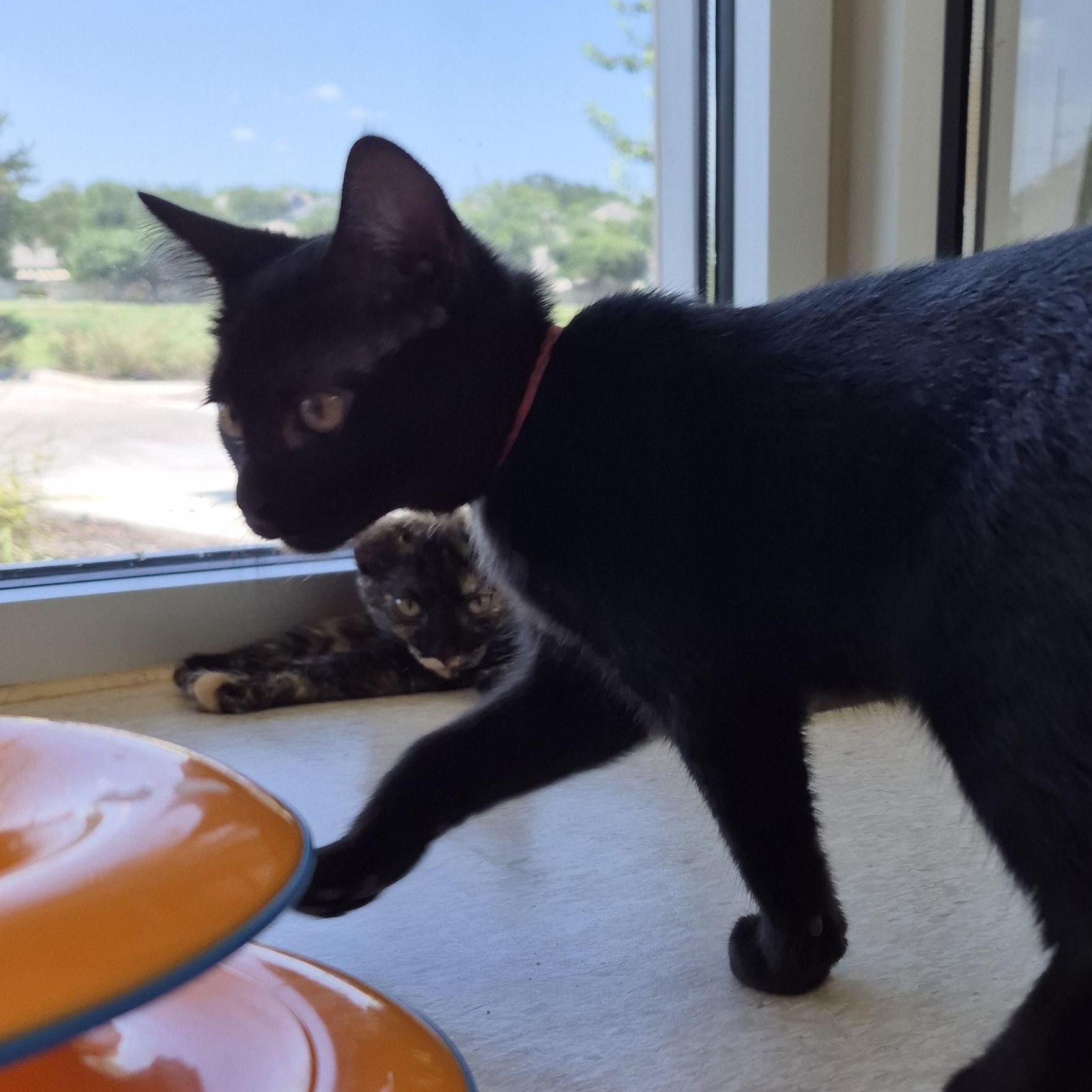Enlarge Eowyn, an adopted Domestic Short Hair in Schertz, TX image 3/3