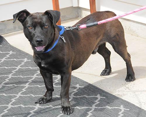 Legacy, a Adoptable mixed breed in Lake Wylie, SC image 2/6