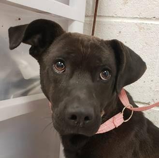 Legacy, a Adoptable mixed breed in Lake Wylie, SC image 3/6