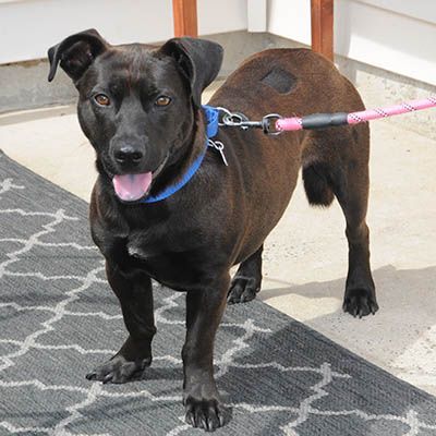 Legacy, Adult Male Black Labrador Retriever