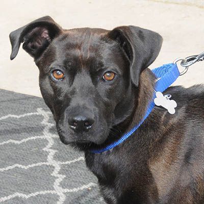 Legacy, a Adoptable mixed breed in Lake Wylie, SC image 4/6