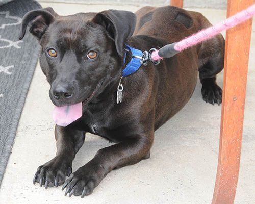 Legacy, a Adoptable mixed breed in Lake Wylie, SC image 5/6