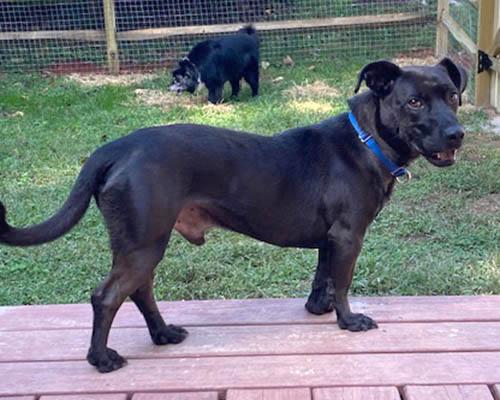 Legacy, a Adoptable mixed breed in Lake Wylie, SC image 6/6