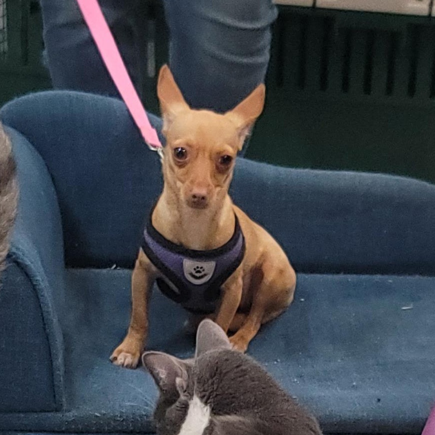 Enlarge Nugget, a ADOPTABLE Chihuahua in Thornhill, ON image 1/1