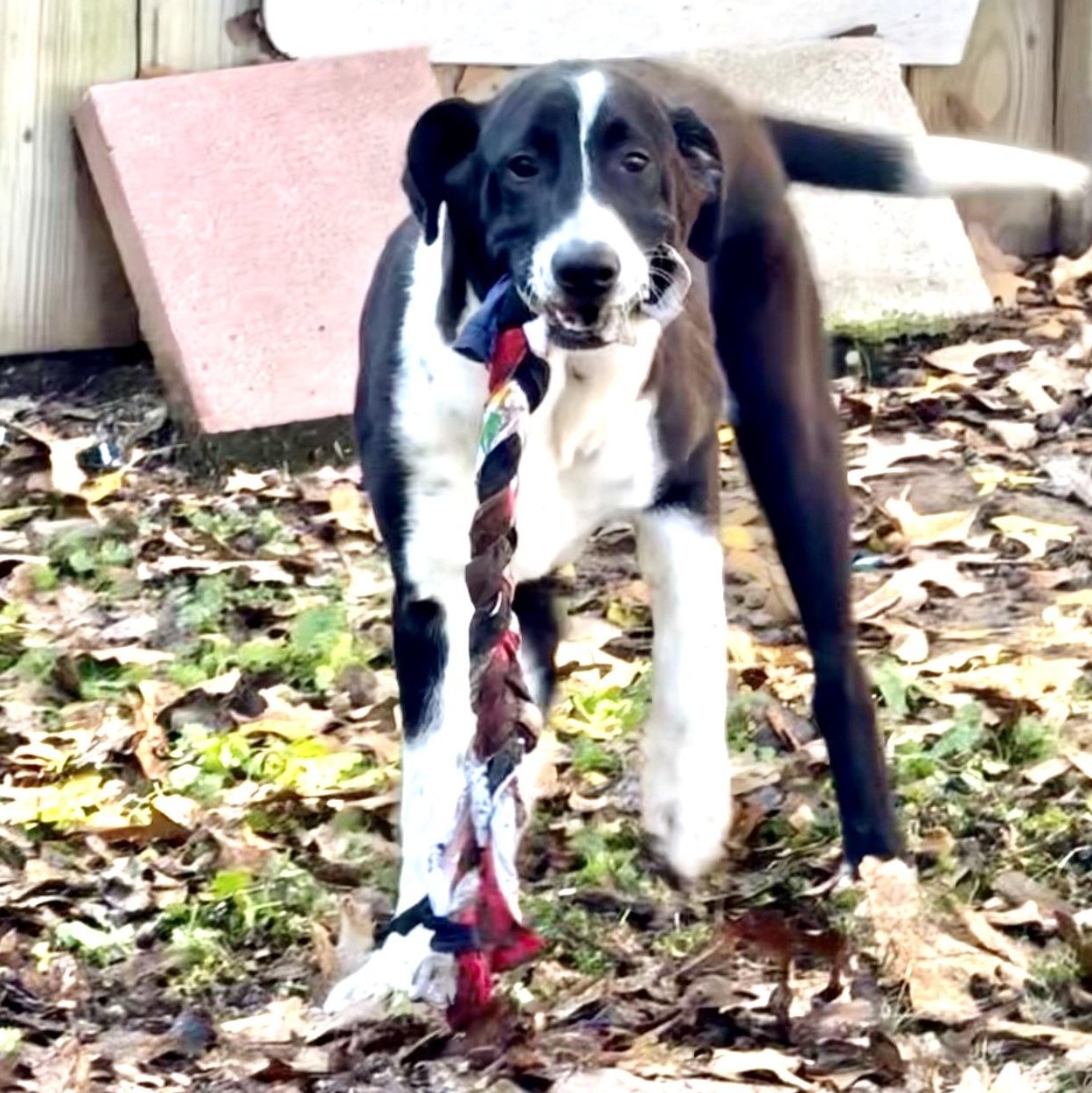 Prince, a Adoptable mixed breed in Parker, CO image 2/3