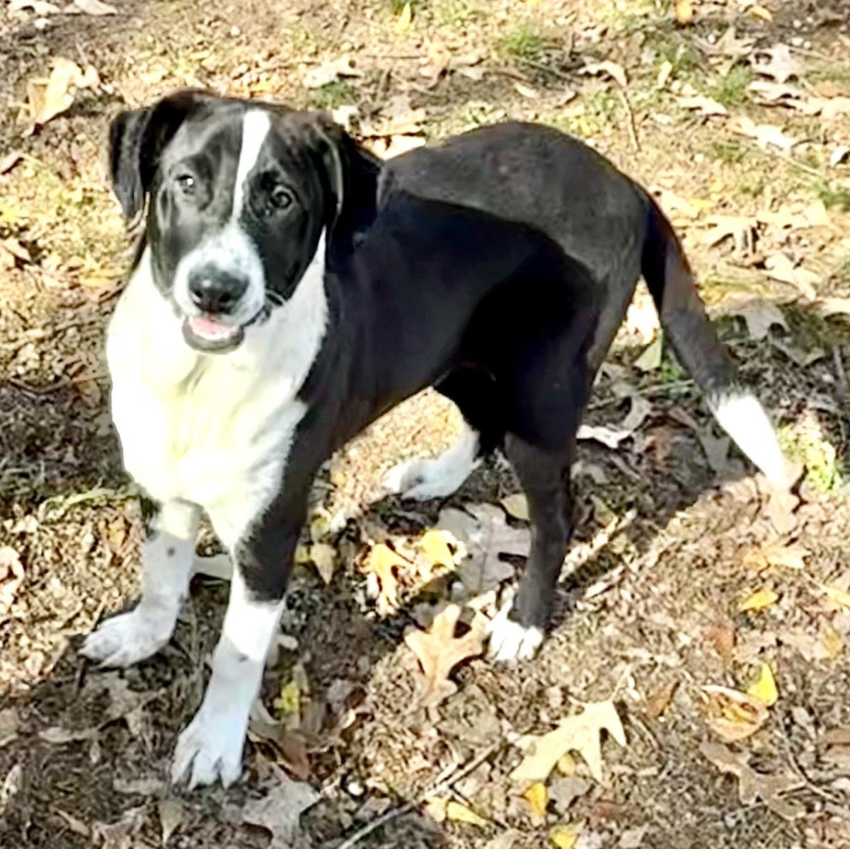 Prince, a Adoptable mixed breed in Parker, CO image 1/3