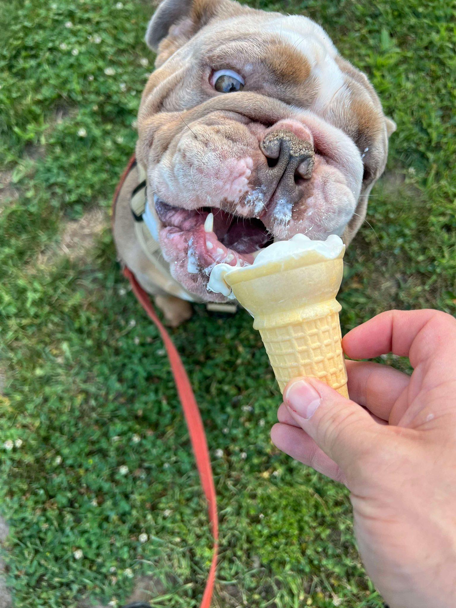 Enlarge Biggie, a Adoptable mixed breed in Torrington, CT image 4/6