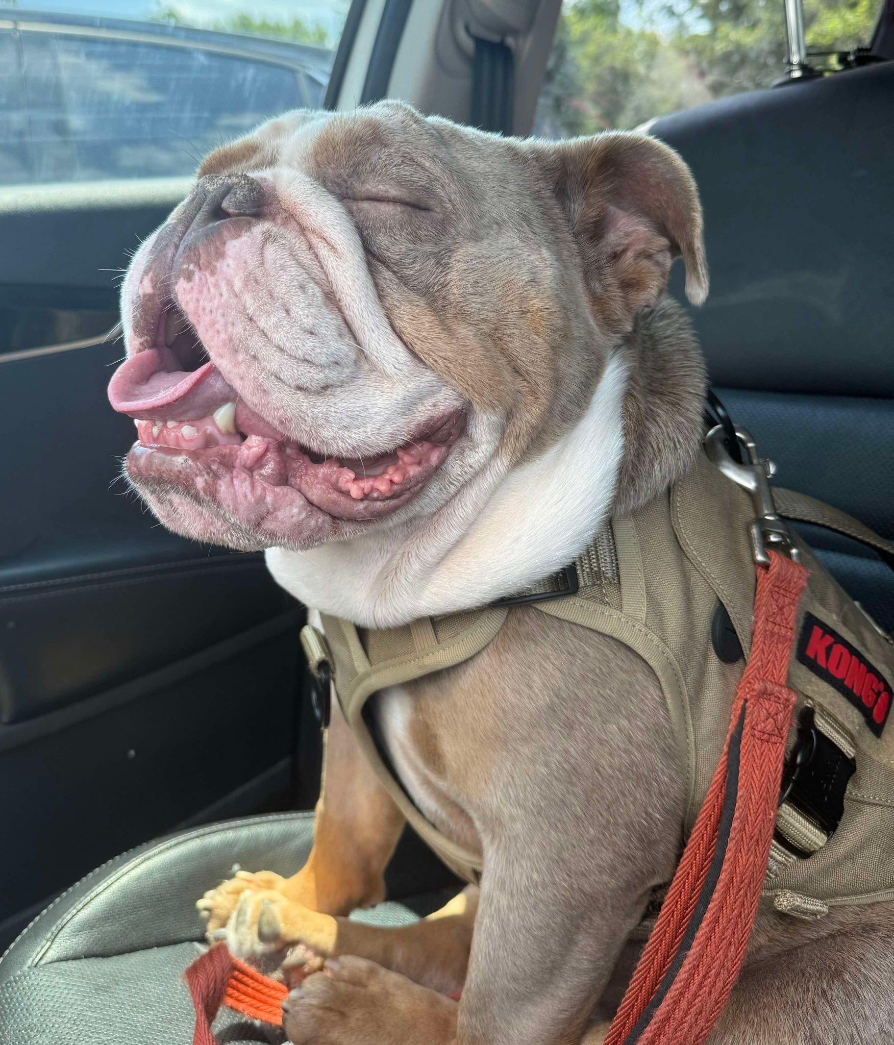 Enlarge Biggie, a Adoptable mixed breed in Torrington, CT image 5/6