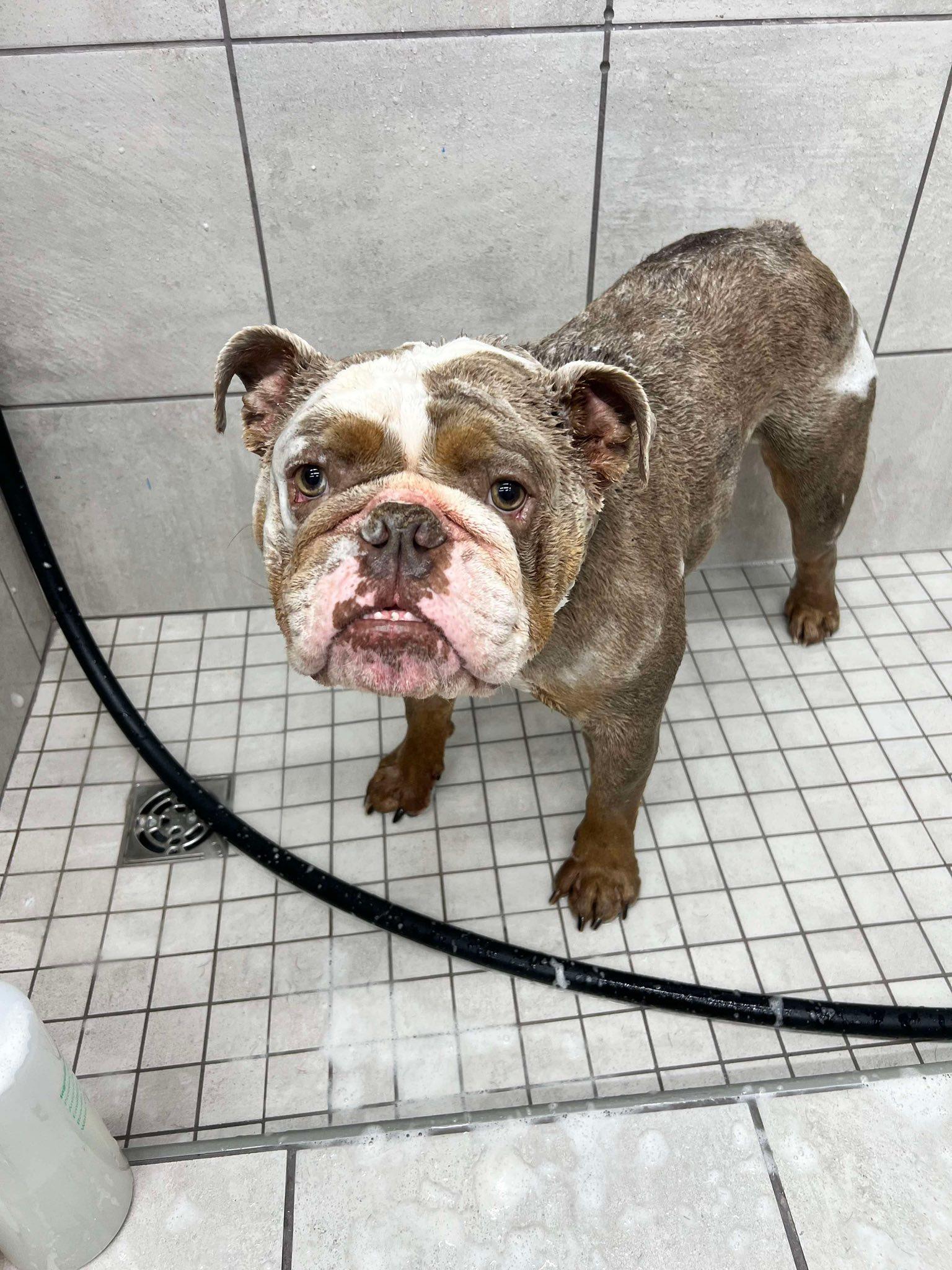 Enlarge Biggie, a Adoptable mixed breed in Torrington, CT image 6/6