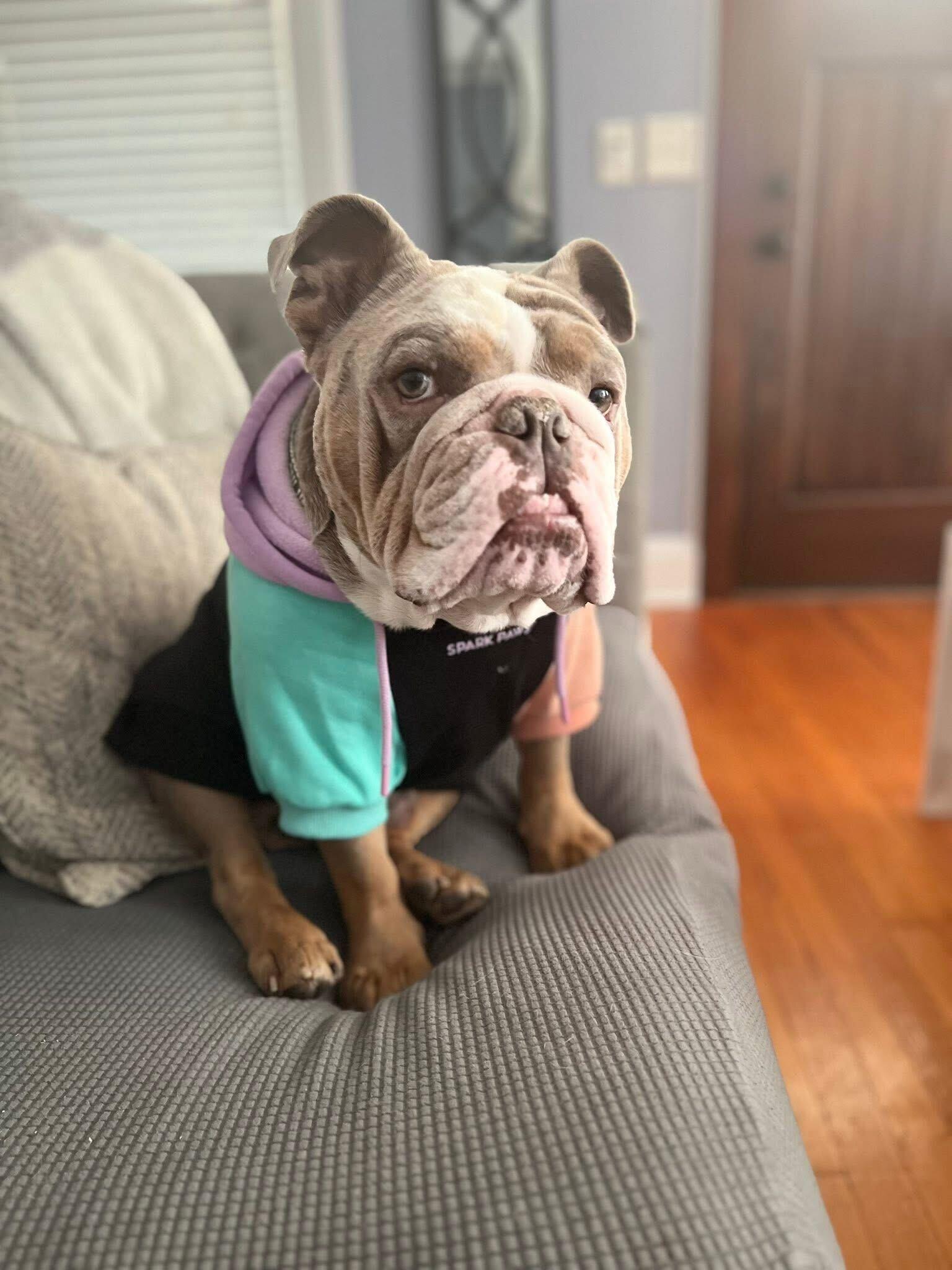 Biggie, Adoptable, Young Male Bulldog.