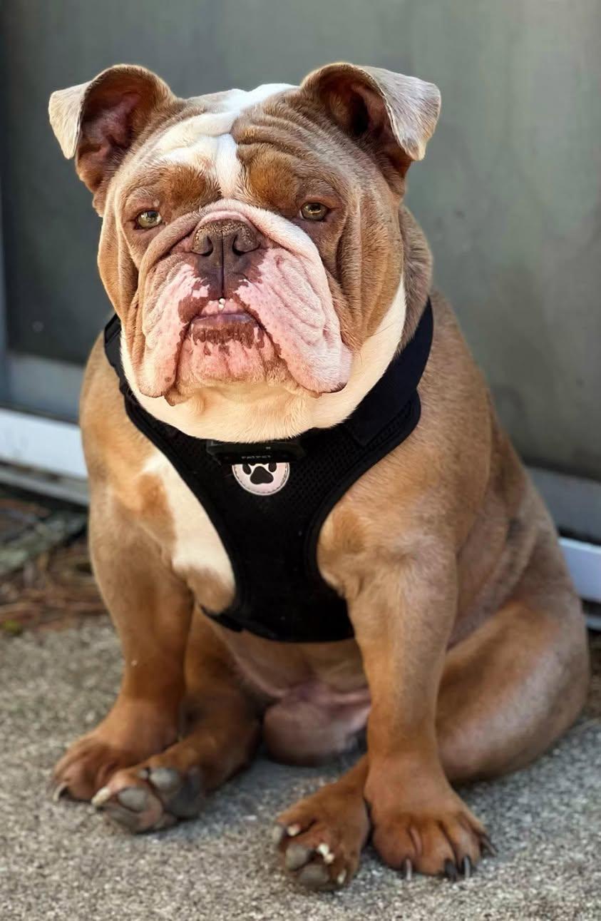 Enlarge Biggie, a Adoptable mixed breed in Torrington, CT image 3/6