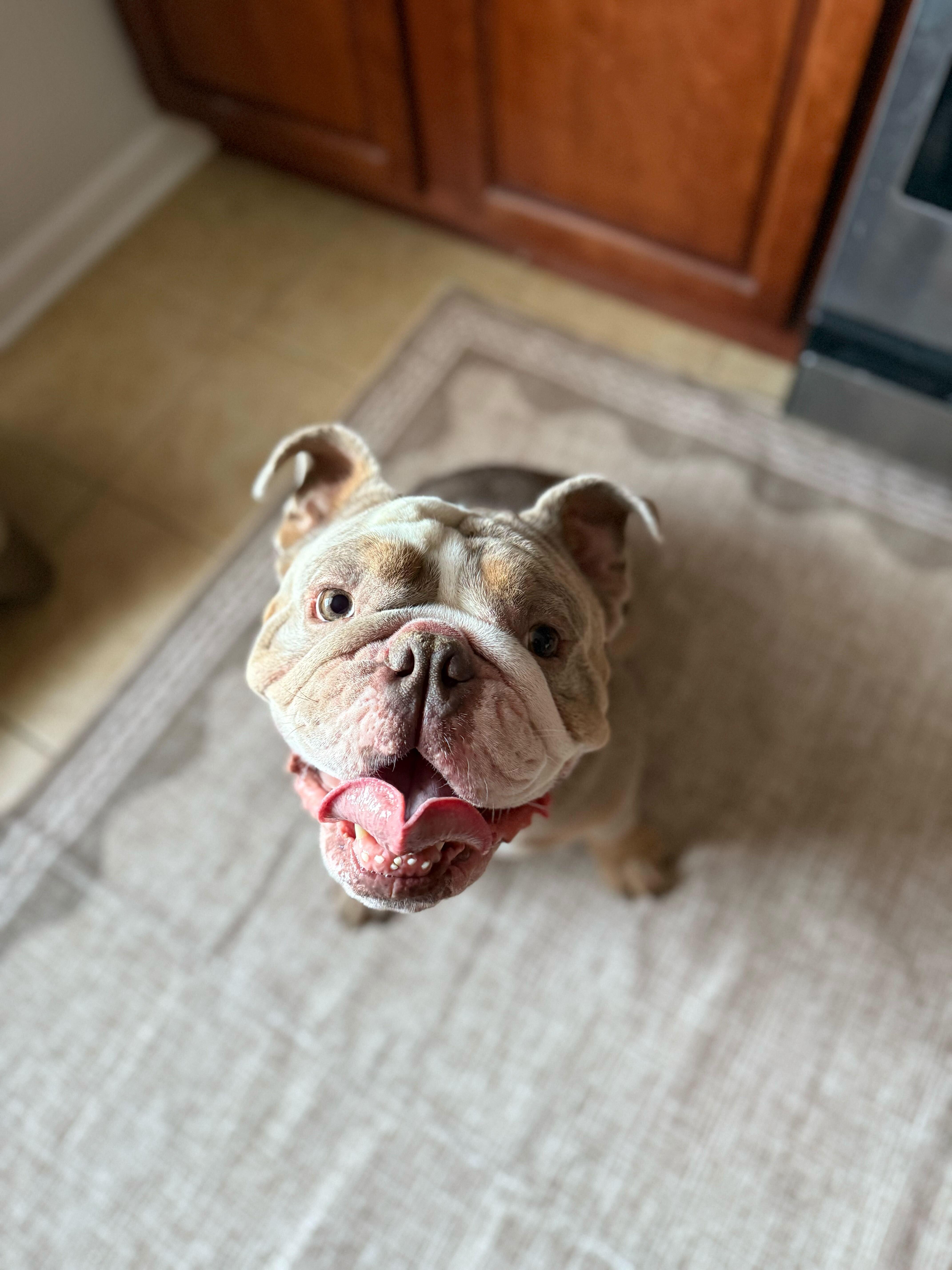 Enlarge Biggie, a Adoptable mixed breed in Torrington, CT image 2/6