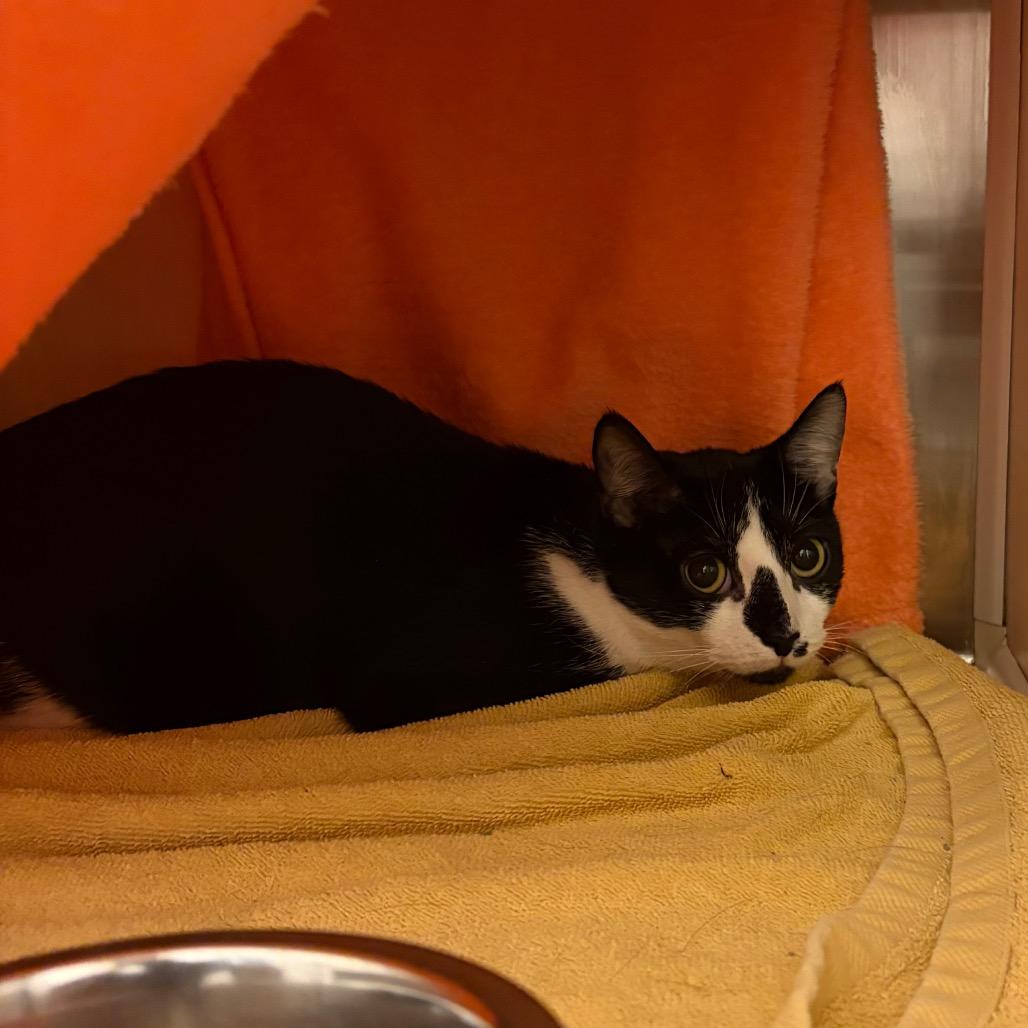 Oreo, Adoptable, Young Female Domestic Short Hair.