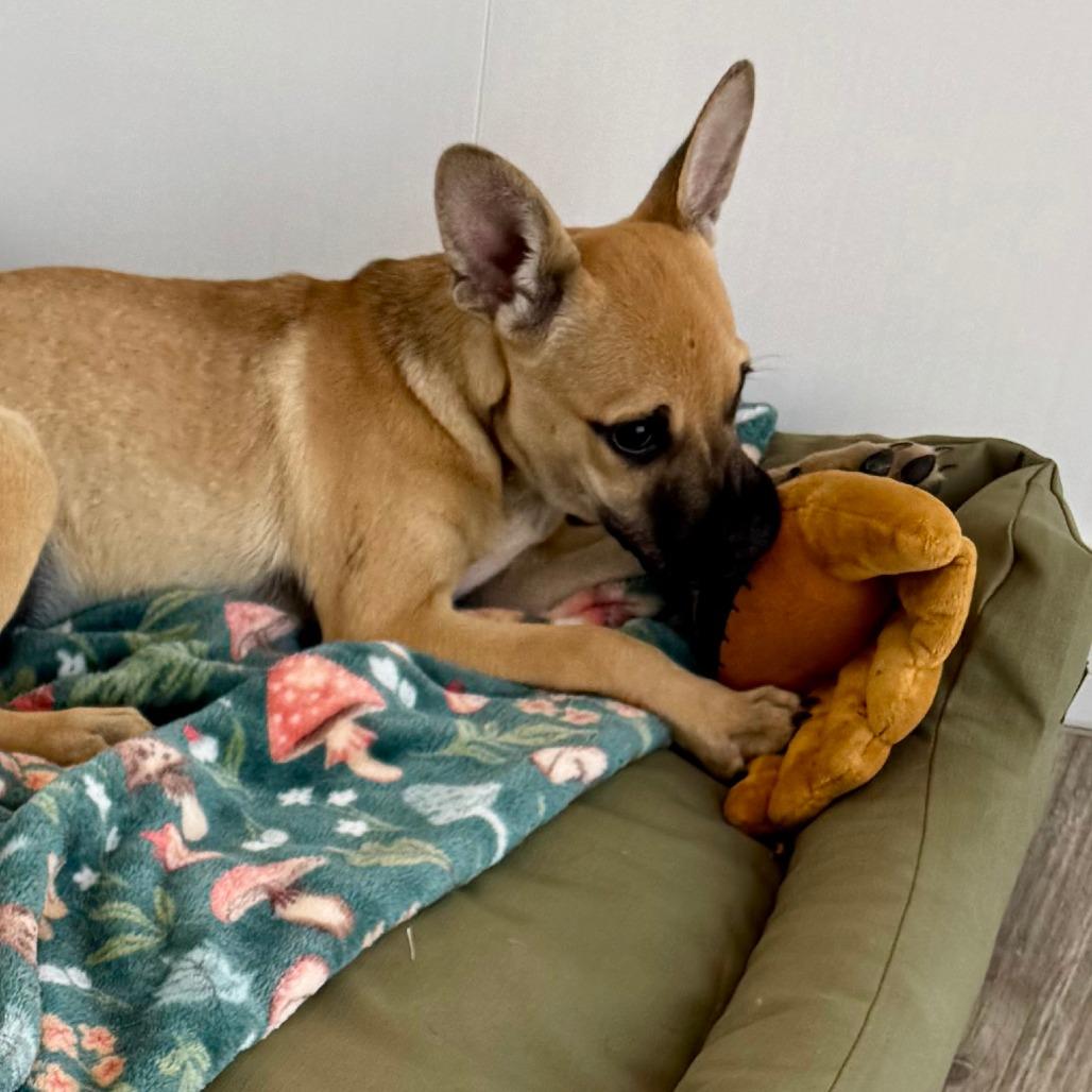 Tina, Adoptable, Young Female Terrier & Mixed Breed.