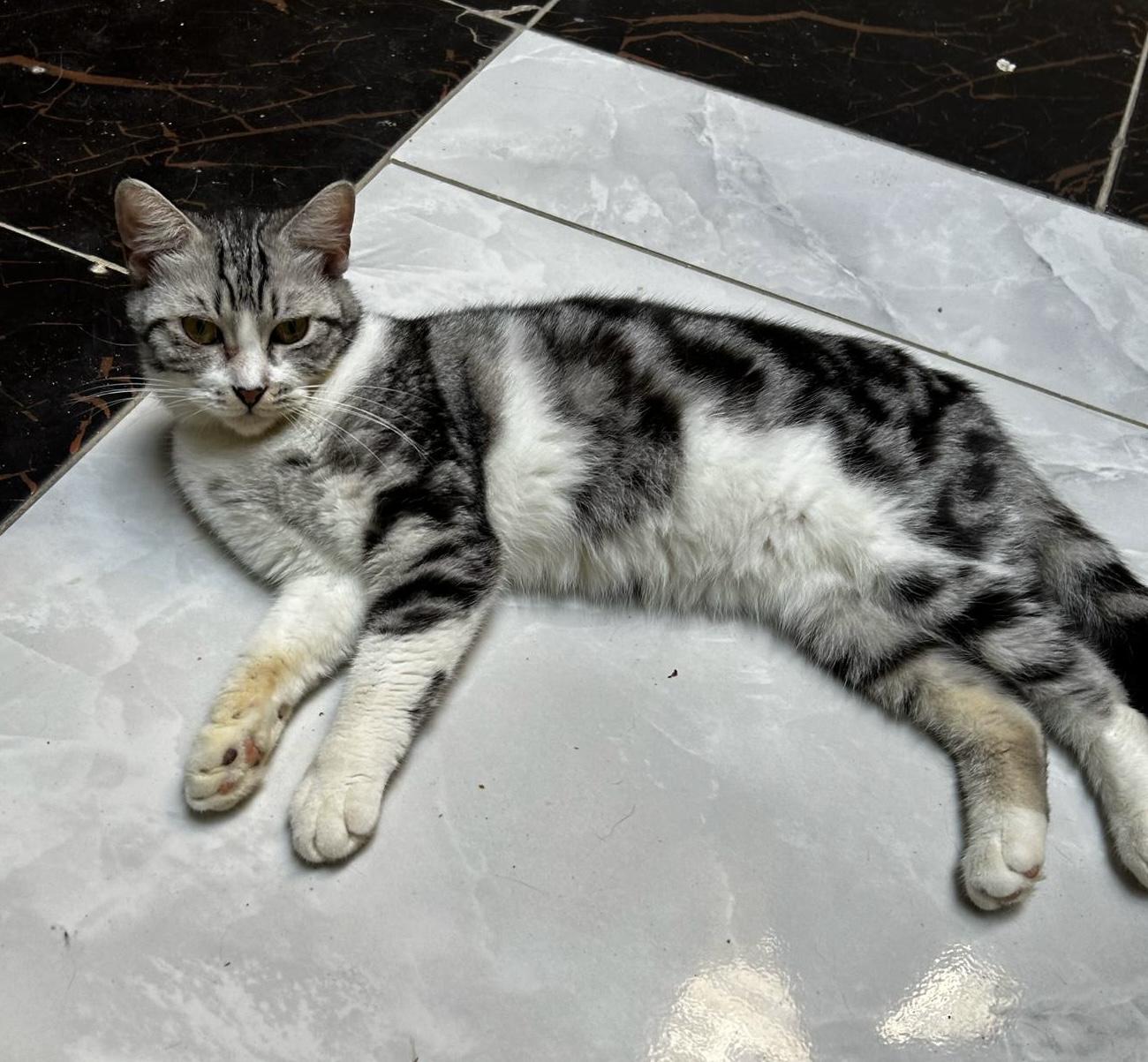 Enlarge Sokara, a Adoptable Tabby in Brampton, ON image 1/1