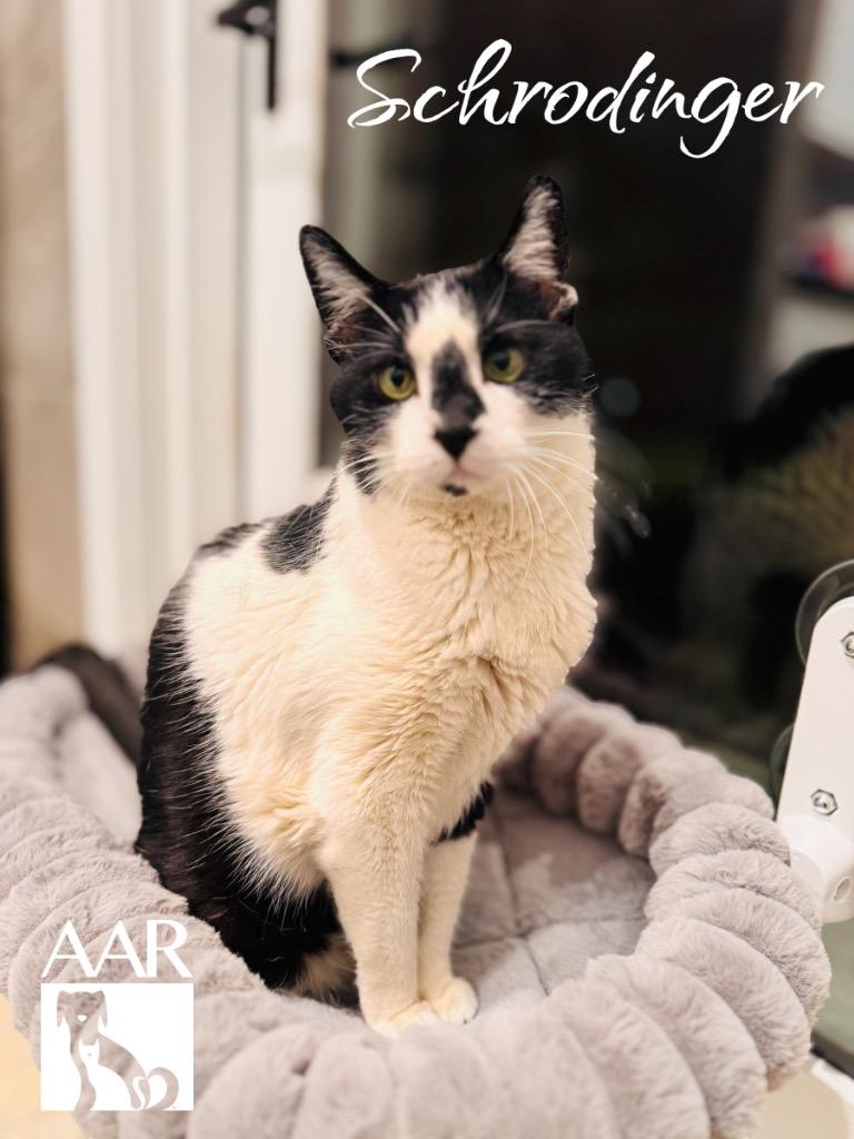 Enlarge Schrodinger, a Adoptable mixed breed in Magnolia, TX image 1/2