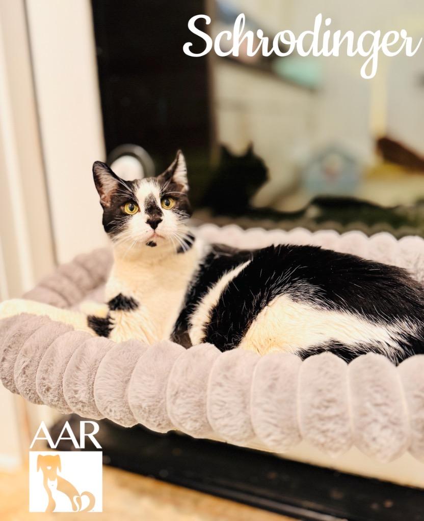 Enlarge Schrodinger, a Adoptable mixed breed in Magnolia, TX image 2/2