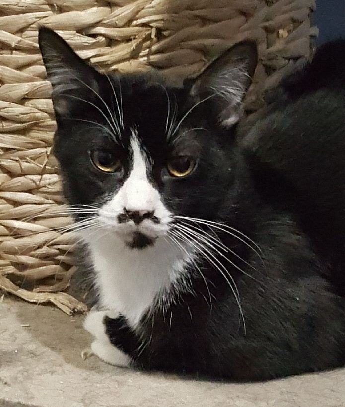 Dandy, a Adoptable mixed breed in Glen Ellyn, IL image 2/6