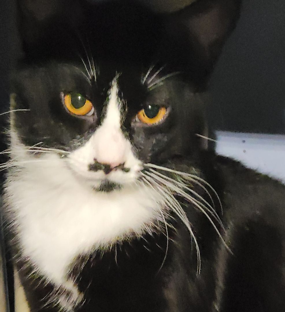 Dandy, a Adoptable mixed breed in Glen Ellyn, IL image 3/6