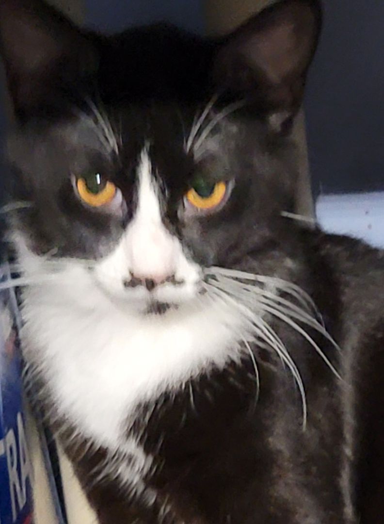 Dandy, a Adoptable mixed breed in Glen Ellyn, IL image 6/6