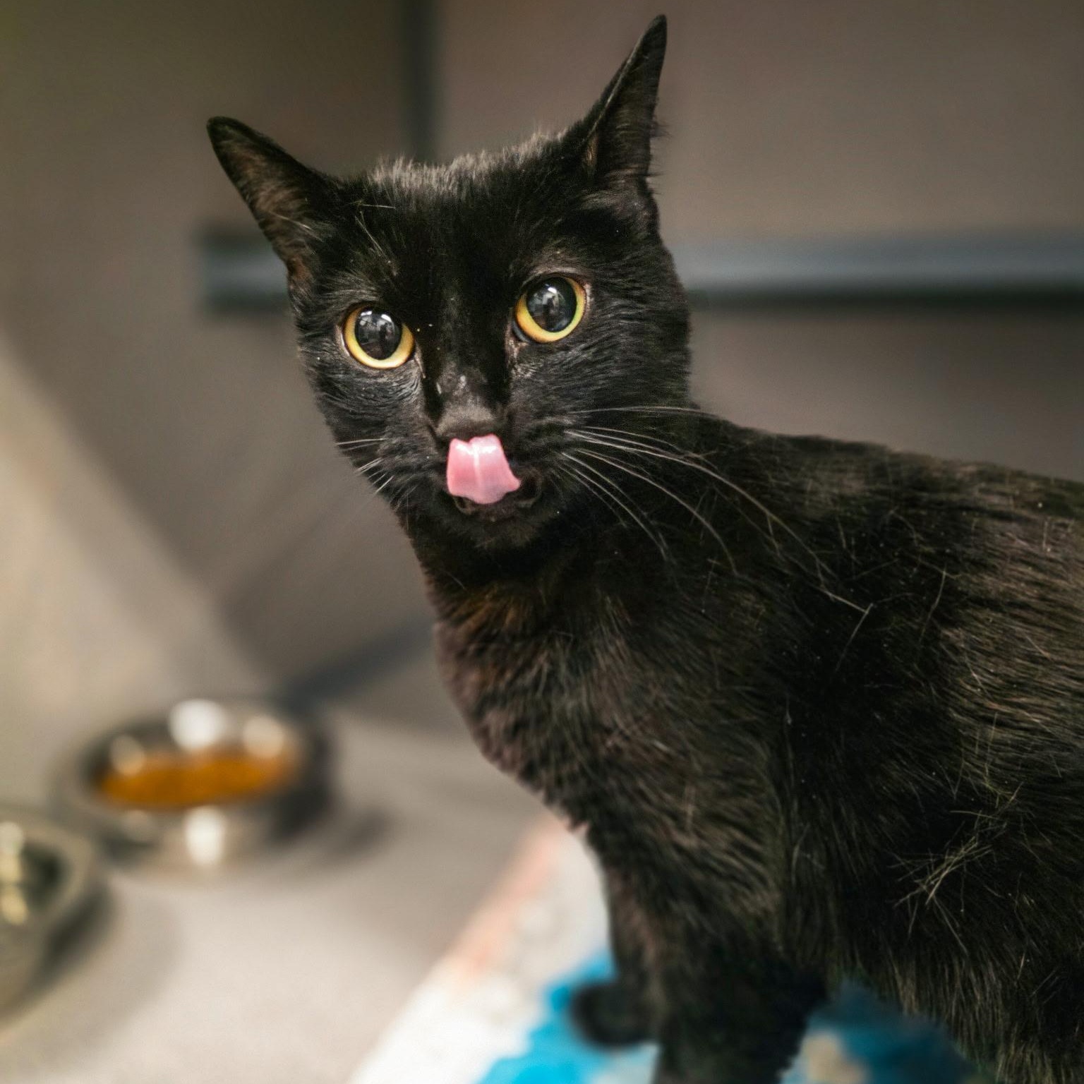Boba-Affectionate Mini Panther, ADOPTABLE, Adult Female Domestic Short Hair.