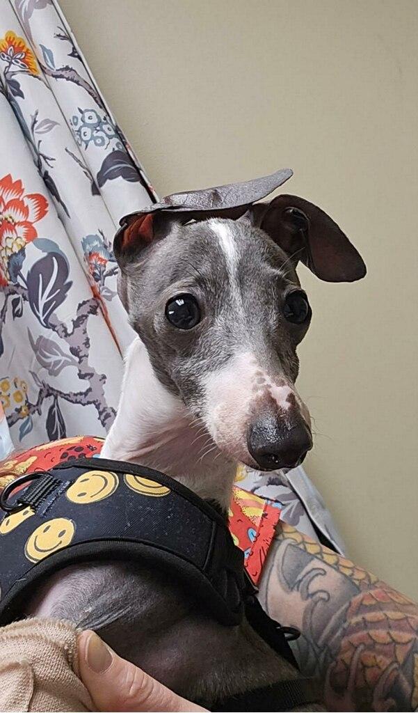 Enlarge Banana, an adopted Italian Greyhound in Edgewater, MD image 3/6