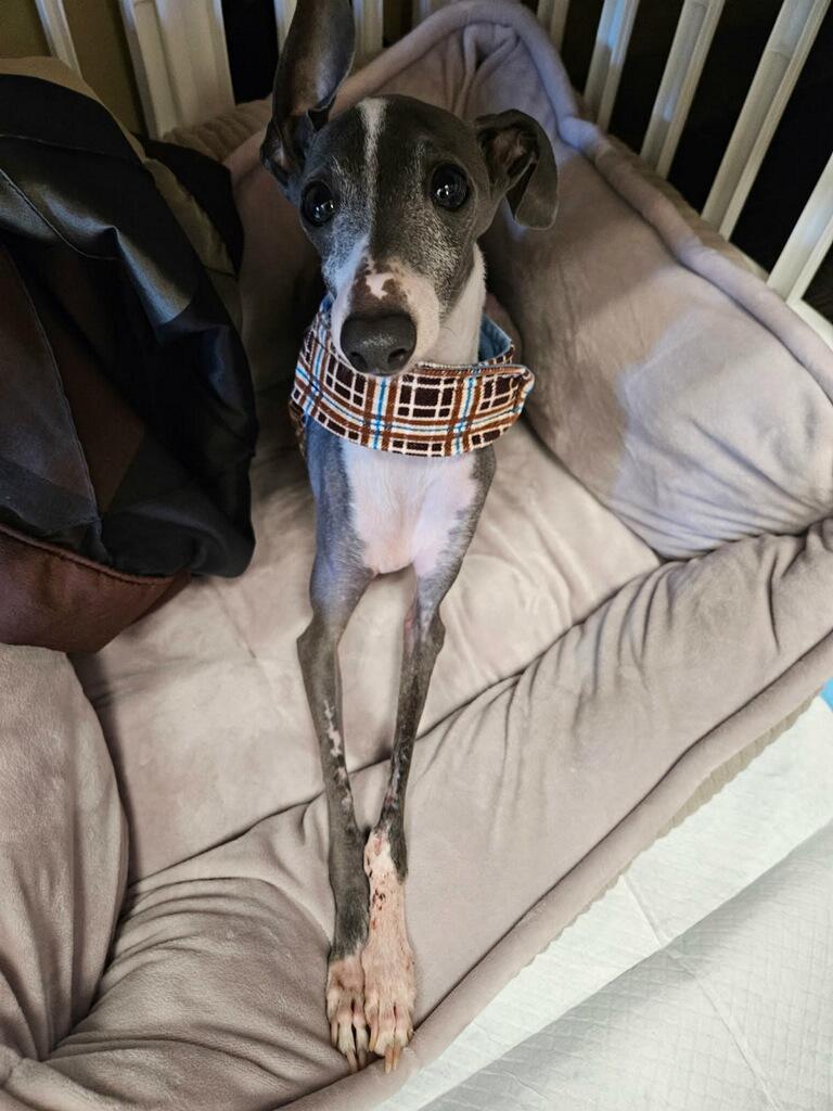 Enlarge Banana, an adopted Italian Greyhound in Edgewater, MD image 4/6