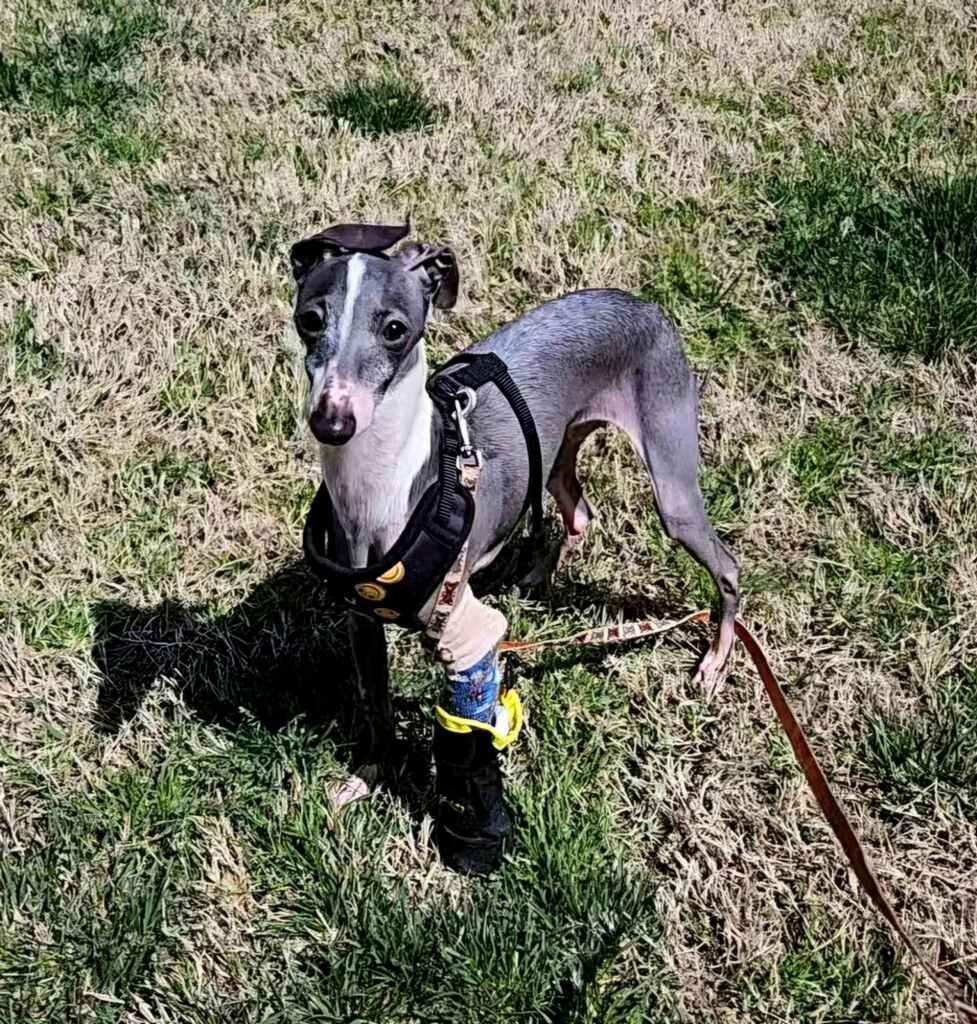 Enlarge Banana, an adopted Italian Greyhound in Edgewater, MD image 5/6