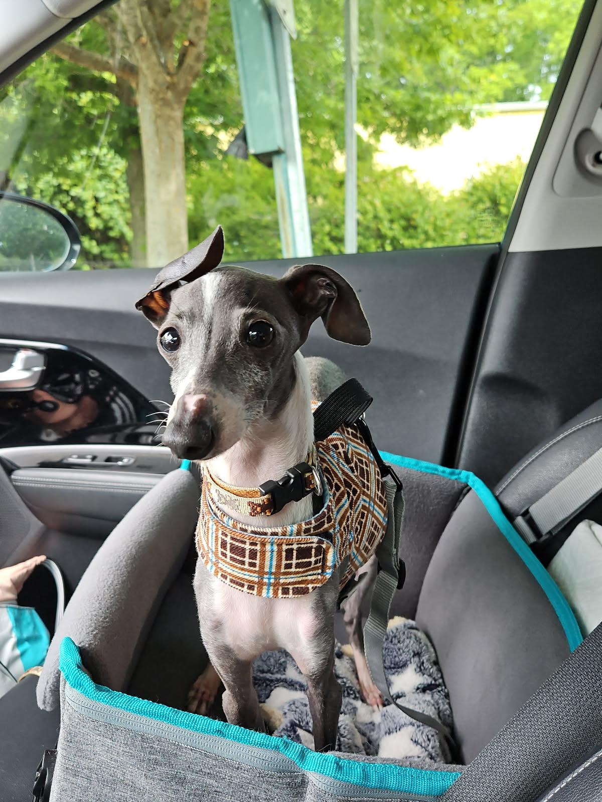 Banana, adopted, Young Male Italian Greyhound.