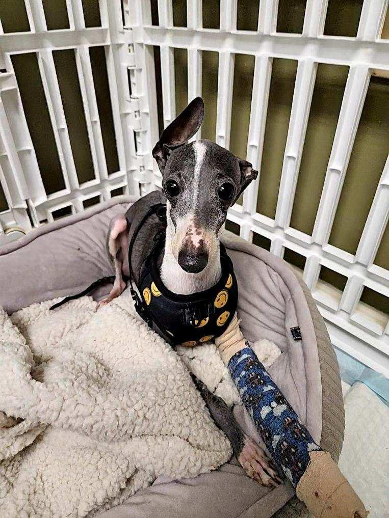 Enlarge Banana, an adopted Italian Greyhound in Edgewater, MD image 6/6