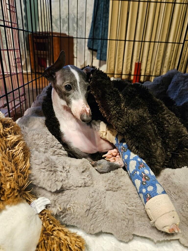 Enlarge Banana, an adopted Italian Greyhound in Edgewater, MD image 2/6