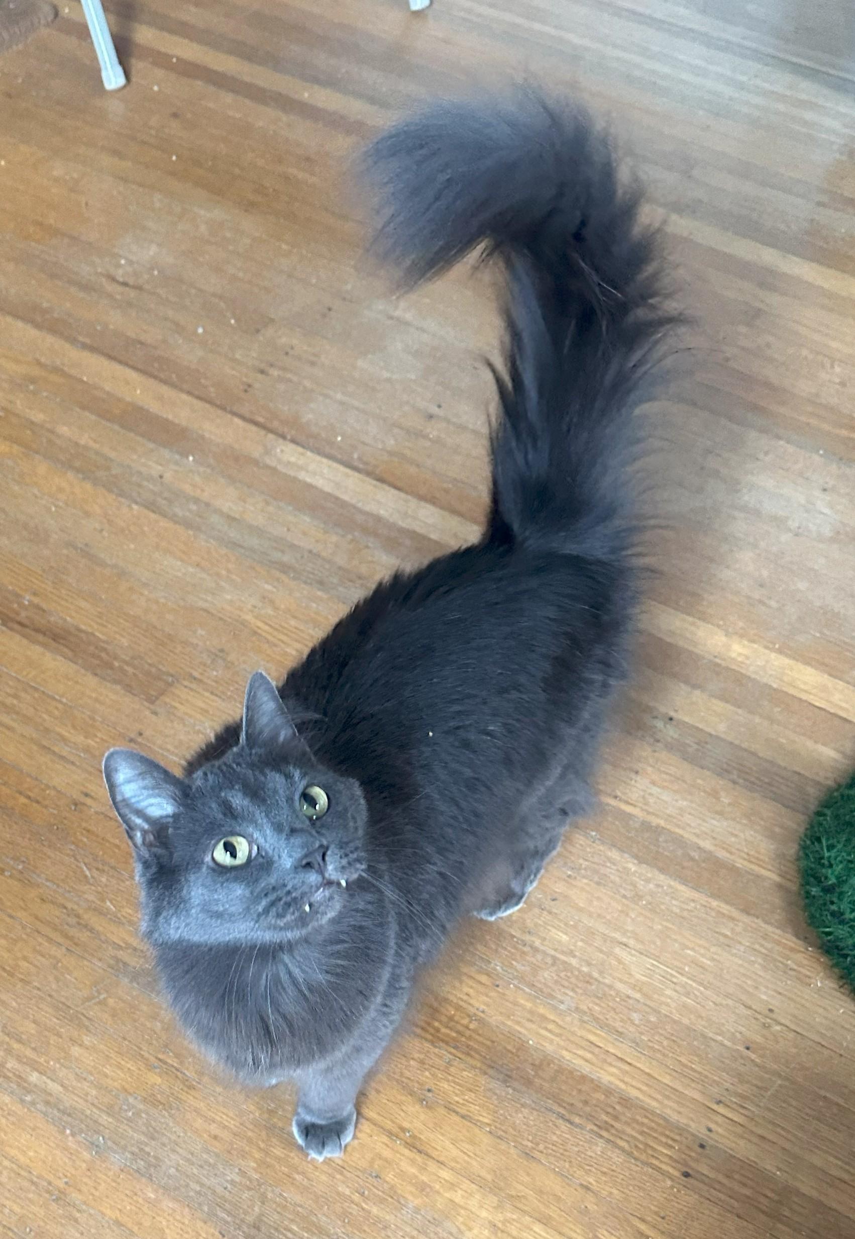 Enlarge Loki, a ADOPTABLE Domestic Medium Hair in Indianapolis, IN image 4/4