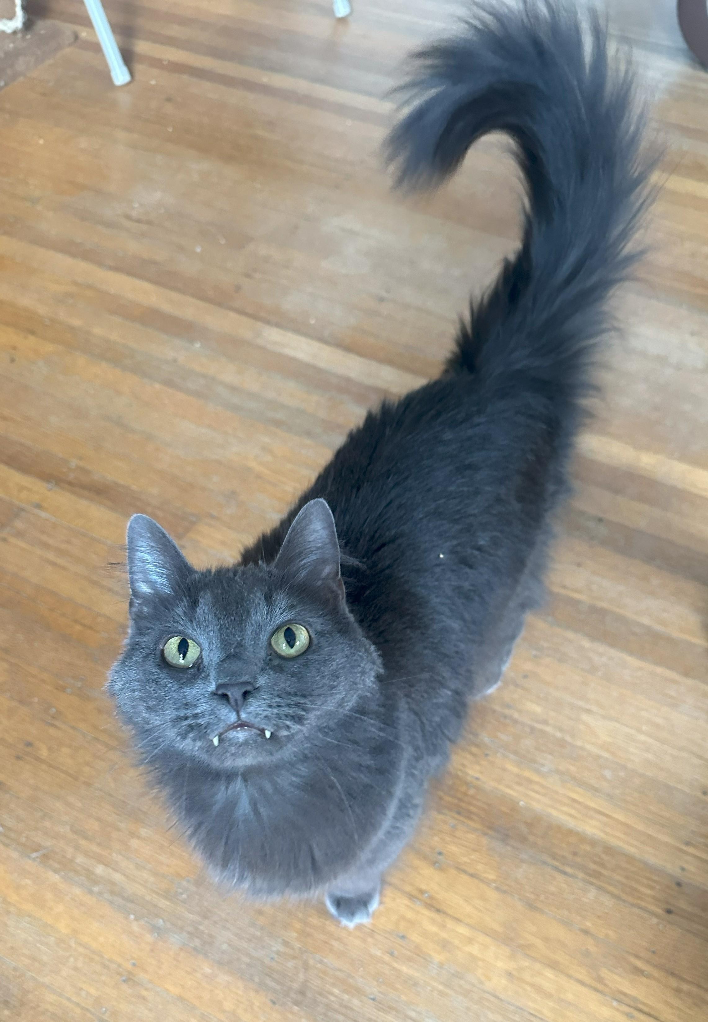 Loki, adopted, Adult Male Domestic Medium Hair.