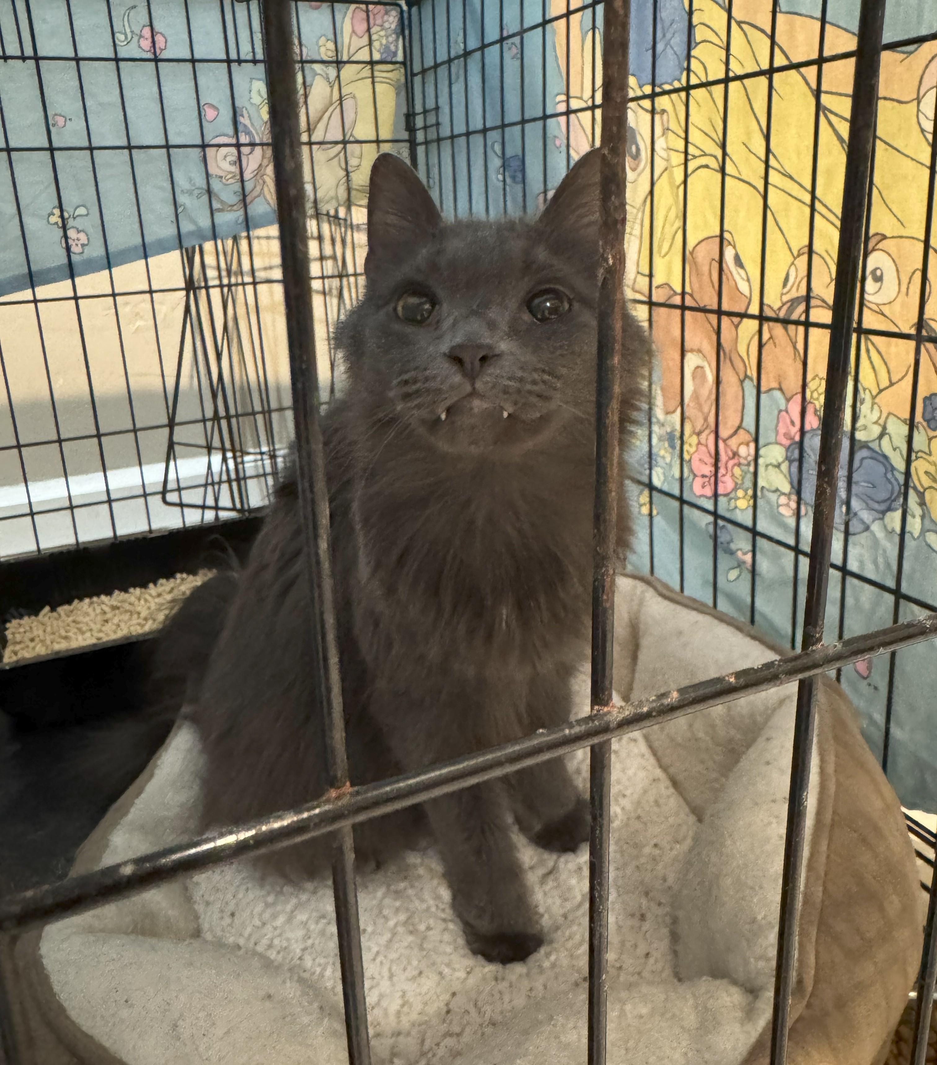 Enlarge Loki, a ADOPTABLE Domestic Medium Hair in Indianapolis, IN image 3/4