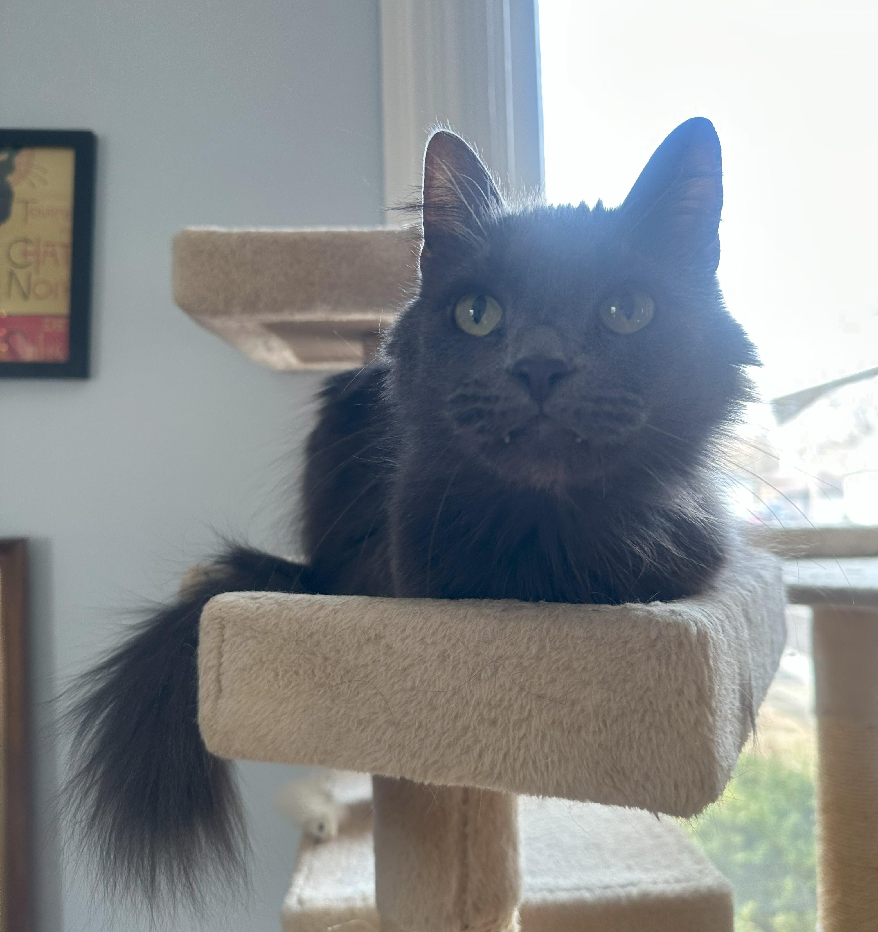 Enlarge Loki, a ADOPTABLE Domestic Medium Hair in Indianapolis, IN image 2/4
