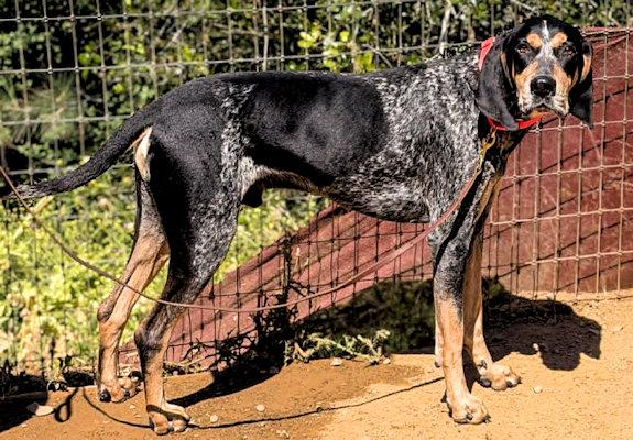 E. Walter McGee (CA), a ADOPTABLE Bluetick Coonhound in Jackson, CA image 2/3