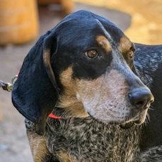E. Walter McGee (CA), ADOPTABLE, Young Male Bluetick Coonhound.