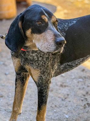 E. Walter McGee (CA), a ADOPTABLE Bluetick Coonhound in Jackson, CA image 3/3