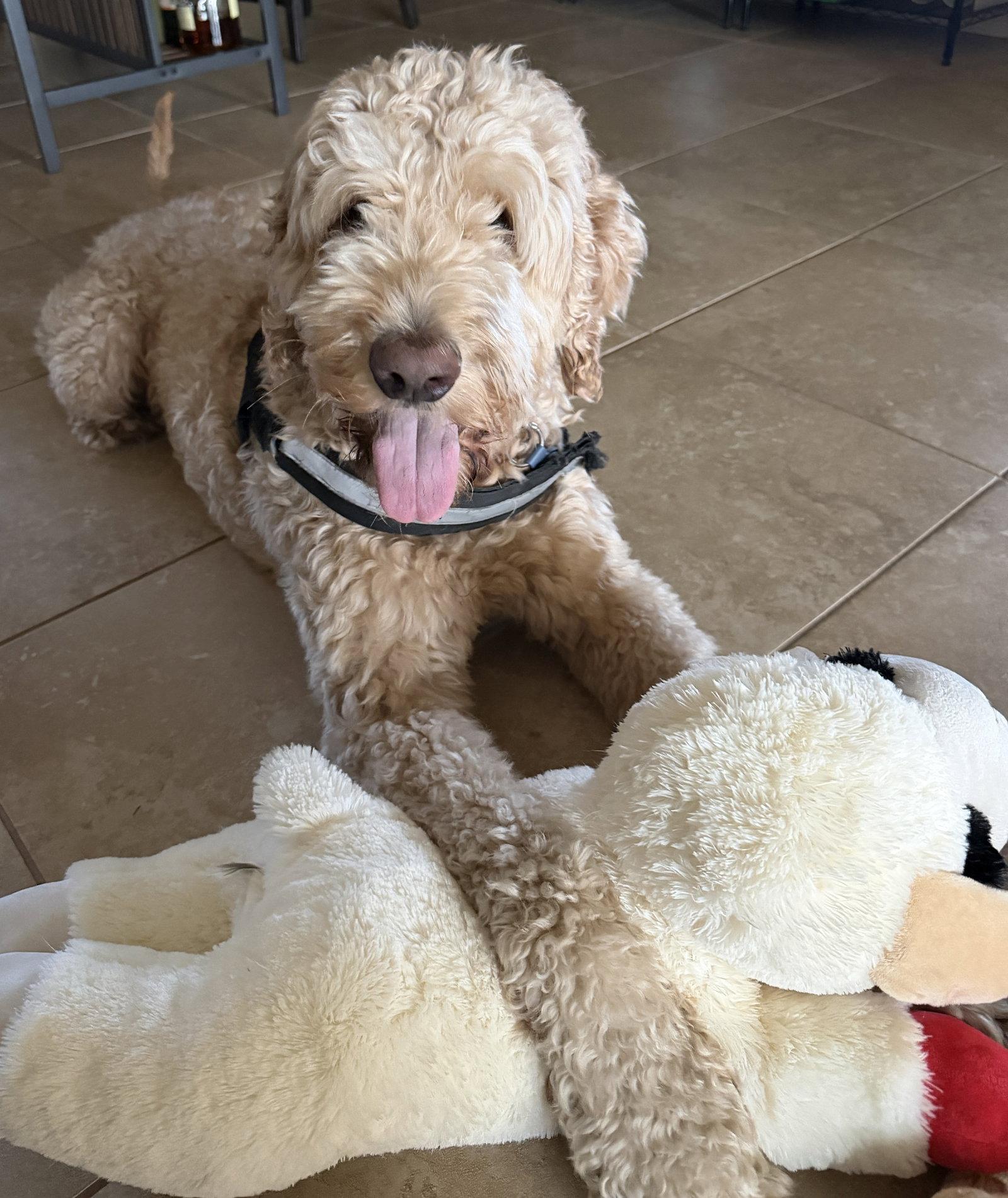 Fender, Adopted, Young Male Standard Poodle & Golden Retriever.