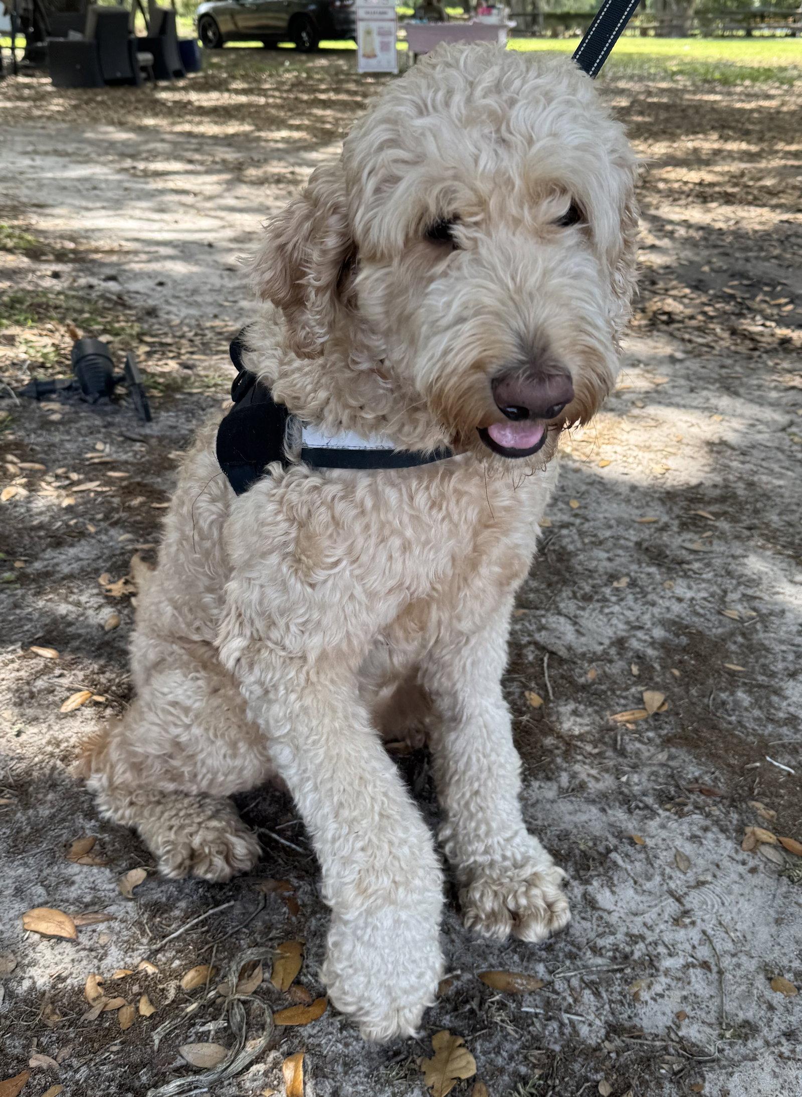 Enlarge Fender, a Adopted mixed breed in Valrico, FL image 2/3