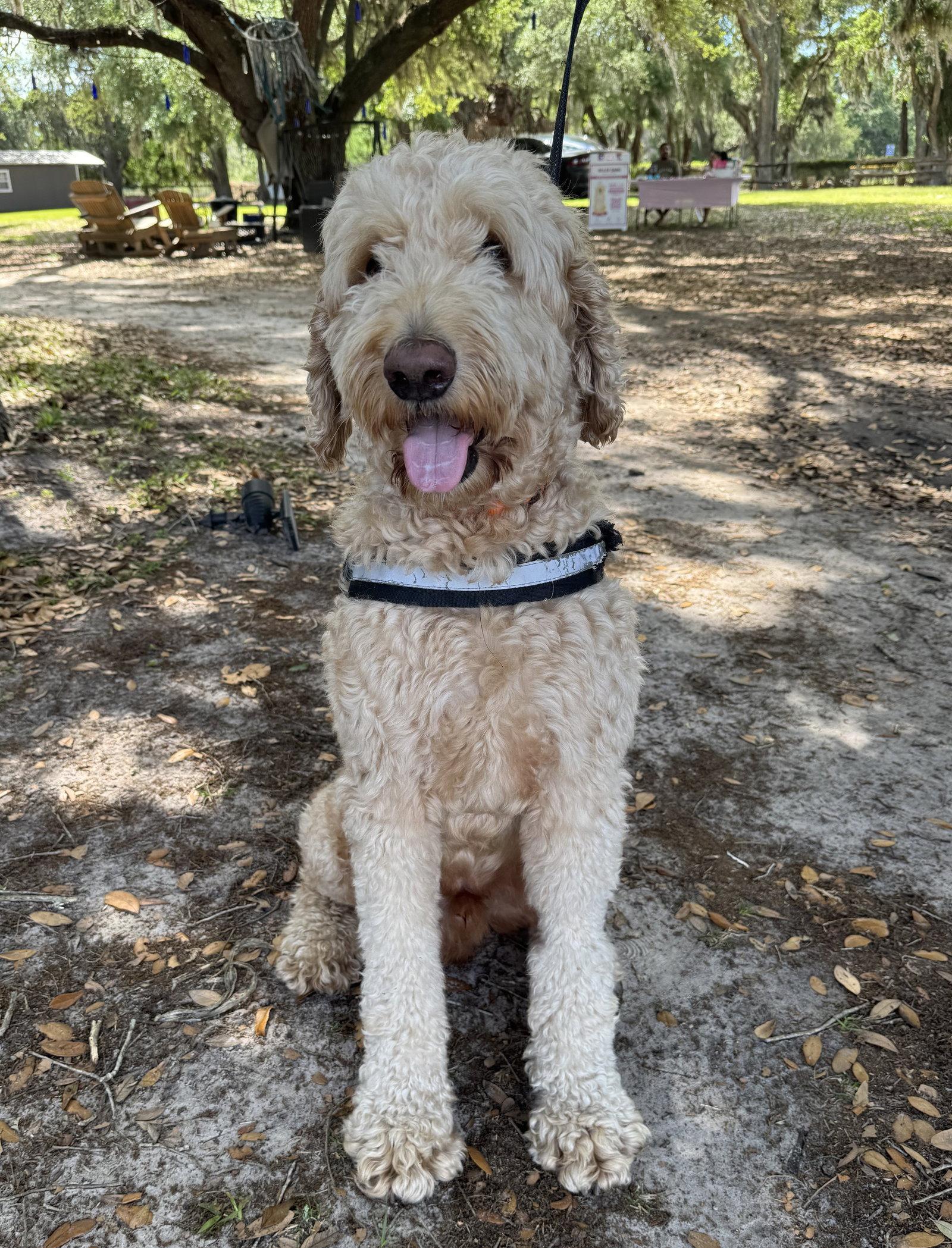 Enlarge Fender, a Adopted mixed breed in Valrico, FL image 3/3
