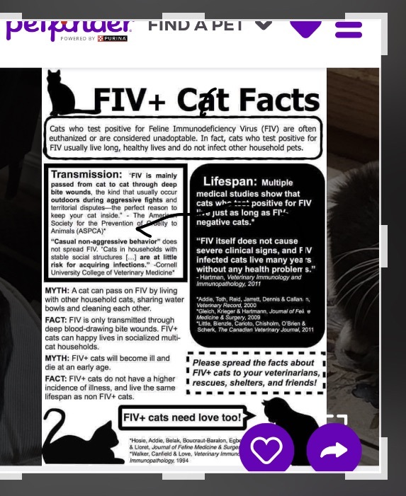 Enlarge Chester, a Adoptable Tabby in Philadelphia, PA image 12/12